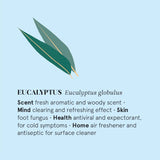 Ilmkjarnaolía Eucalyptus  12ml Lífrænt vottuð