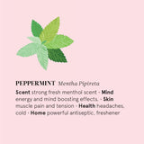Ilmkjarnaolía peppermint 12ml