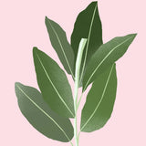 Ilmkjarnaolía: Sage (Clary) Oil 12ML